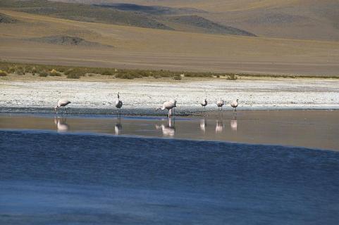 Flamingos, Salar, Bolivien