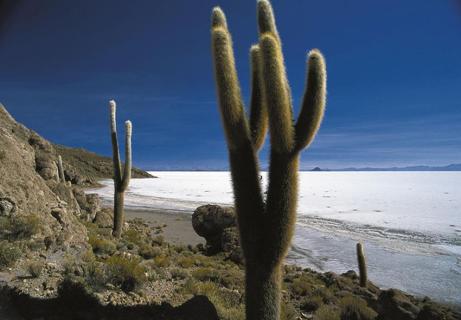 Kakteen, Salar de Uyuni, Bolivien