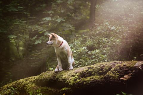 Akita Inu