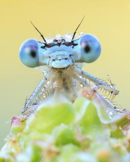 Neugierig