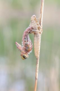 Metamorphose