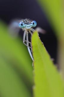 Blaue Augen