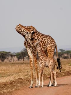 A7R04077