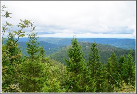 Schwarzwald
