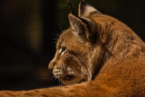 20220710 Luchs