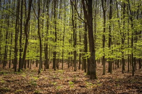 Frühling im Krämerforst 