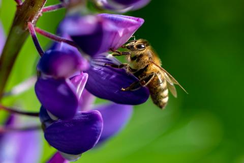 Bienchen bei der Arbeit