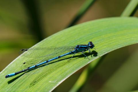 Libelle beim Sonnenbaden