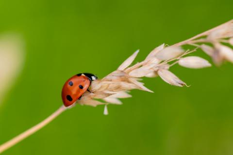 Marienkäfer beim Spaziergang