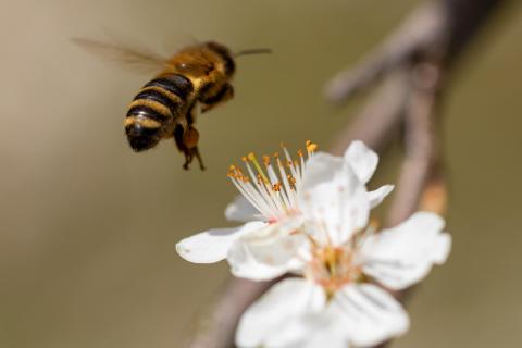 Biene beim Landeanflug