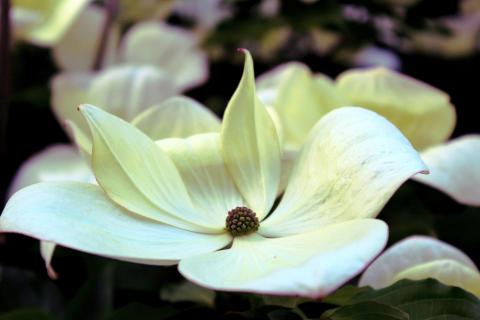 Taschentuch Blume