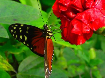 Roter Schmetterling