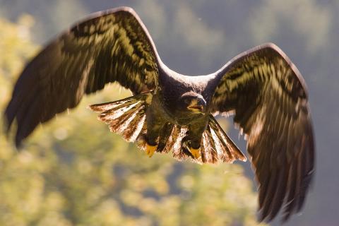 Anflug