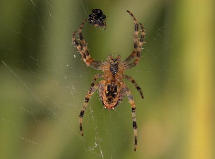 sPINNE1