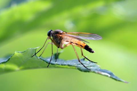 Fliege
