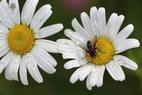 Margeriten nach dem Regen