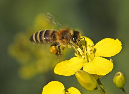 Fleißiges Bienchen