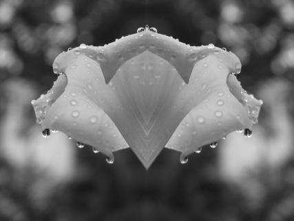 Trompetenblüte