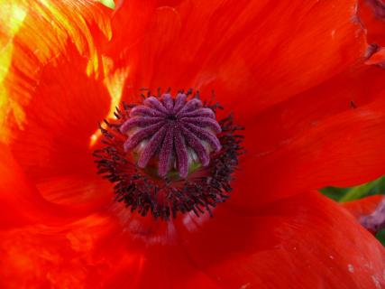 Mohn