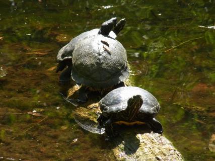 Wasserschildkröten 
