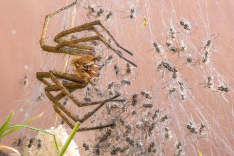 Listspinne und frisch geschlüpfte Junge