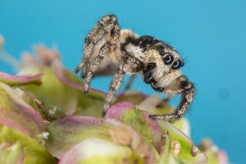 Zebraspringspinne putzt sich