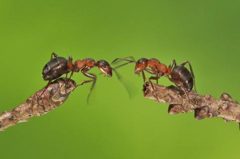 Ameisenbegrüßung