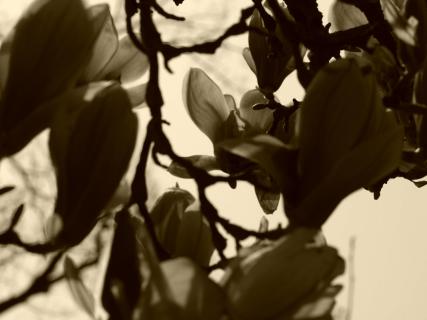 Magnolie