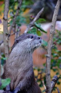 Der Otter