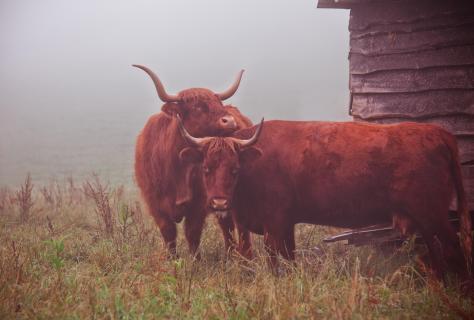 Kuschelstimmung im Nebel