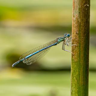Libelle