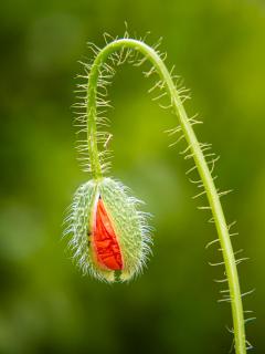 Mohn