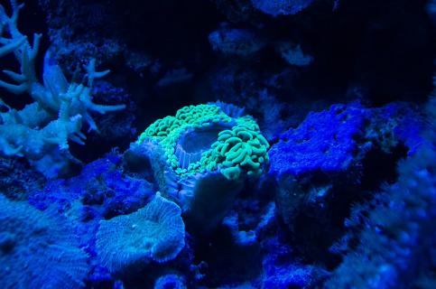 Korallenriff3