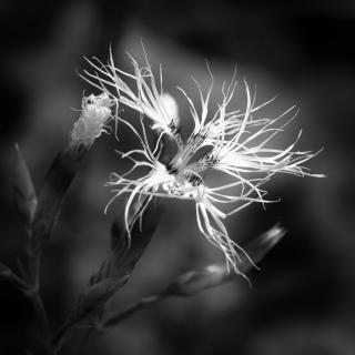 Fringed pink - a native beauty