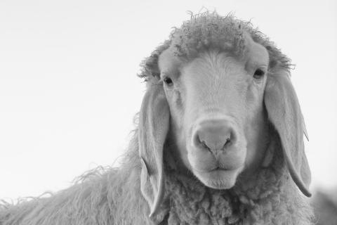 Sheep portrait