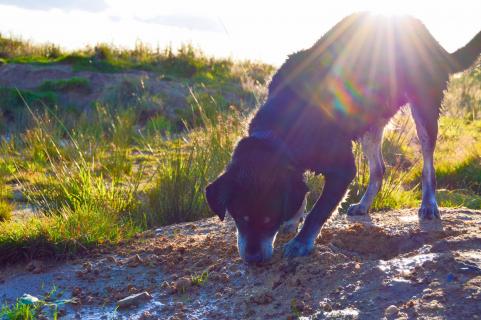 Hund im Sonnenschein