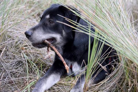 Hund in den Dünen