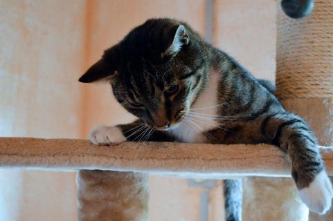 Katze auf Kratzbaum