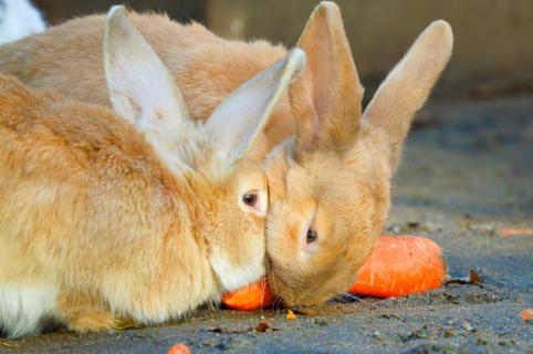 Kaninchen beim 