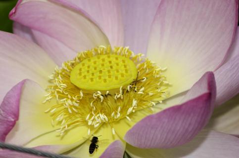 Lotusblüte mit Besuch