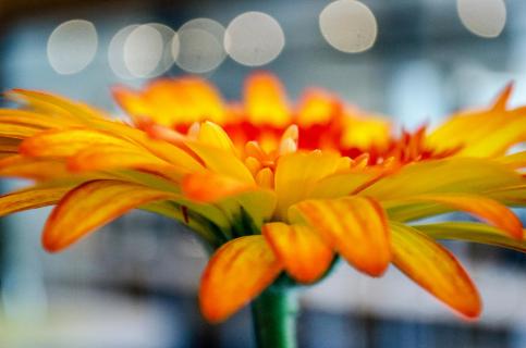 Gerbera orange