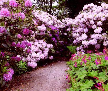Rhododendronweg