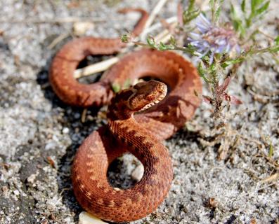 Vipera Berus Kreuzotter