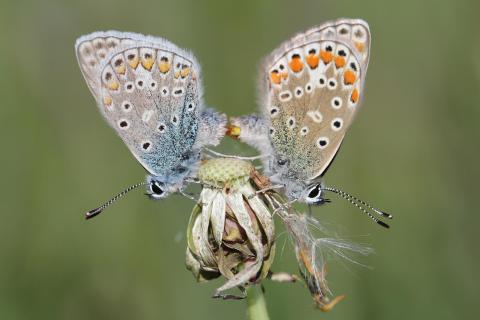 Hauhhechelbläulinge bei der Paarung