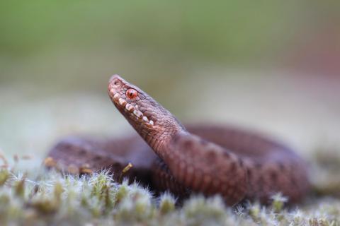 Vipera berus