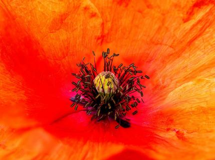 Mohn