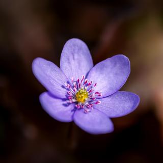Das Leberblümchen