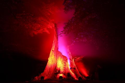 Leuchtender Baumstumpf