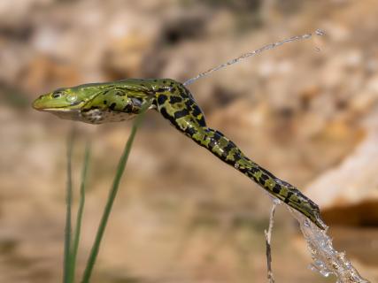 Springender Frosch