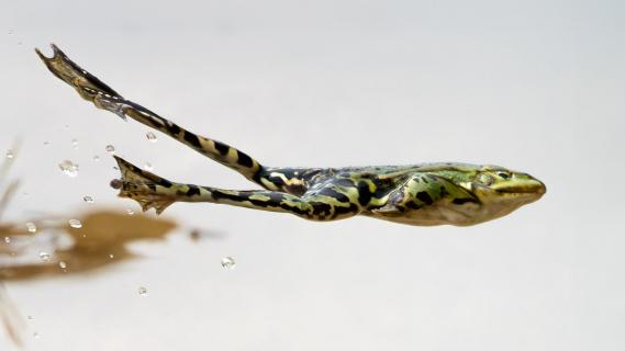 Fliegender Frosch